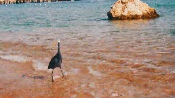 Czapla poluje na ryby na plaży Morza Czerwonego w Egipcie — Wideo stockowe