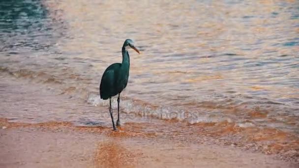 La barriera corallina Heron caccia pesce sulla spiaggia del Mar Rosso in Egitto. Rallentatore — Video Stock