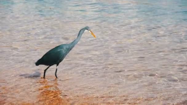 La barriera corallina Heron caccia pesce sulla spiaggia del Mar Rosso in Egitto. Rallentatore — Video Stock