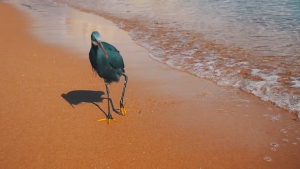 La barriera corallina Heron caccia pesce sulla spiaggia del Mar Rosso in Egitto. Rallentatore — Video Stock