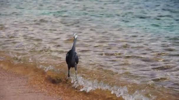 Czapla poluje na ryby na plaży Morza Czerwonego w Egipcie. Zwolnionym tempie — Wideo stockowe