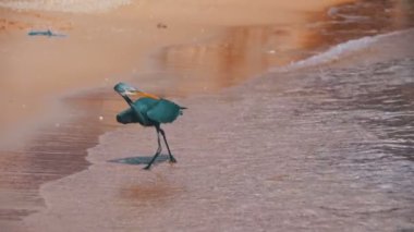 Resif Heron Mısır'daki Kızıl denizin sahilde balık avlıyor. Ağır çekim