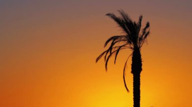 Palmiye ağacı kırmızı gün batımında