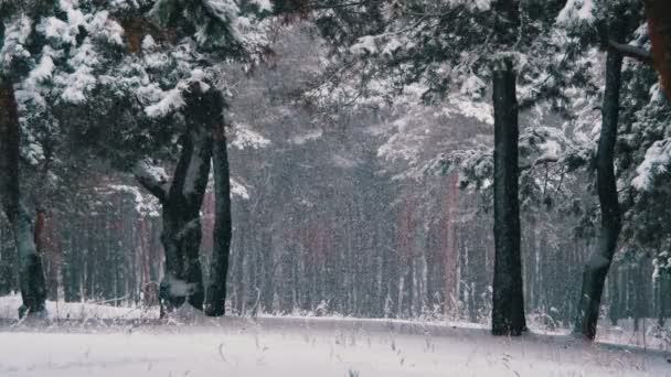 Nieve cayendo en el bosque de pinos de invierno con árboles de Navidad nevados — Vídeo de stock