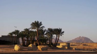 Gökyüzü tropikal palmiye ağaçlarının çölde arka plan ve iniş uçak