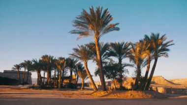 Gökyüzü arka planda çöl tropikal palmiye ağaçlarının