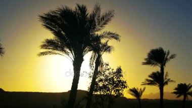 Tropikal palmiye ağaçları siluet günbatımı arka plan ve özetliyor dağ