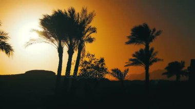 Tropikal palmiye ağaçları siluet günbatımı arka plan ve özetliyor dağ