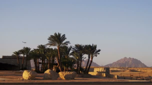 Palmiers tropicaux sur fond de ciel dans le désert et l'atterrissage de l'avion 
