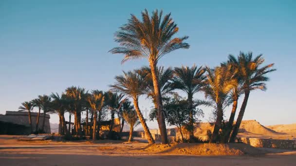 Palmiers tropicaux sur fond de ciel dans le désert 