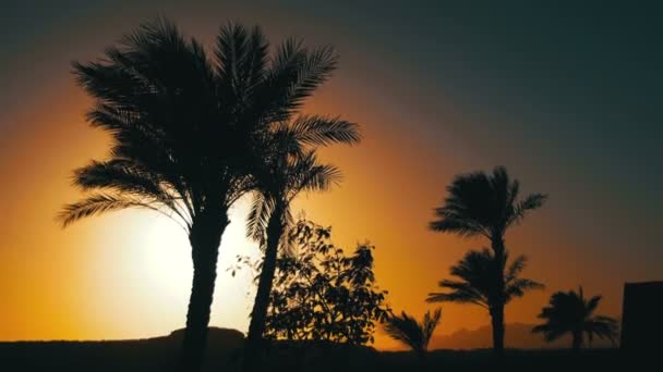 Tropisk Palm träd Silhouette på Sunset bakgrund, och konturerna av bergen — Stockvideo