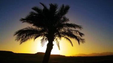 Tropikal palmiye ağacı siluet günbatımı arka plan ve özetliyor dağ