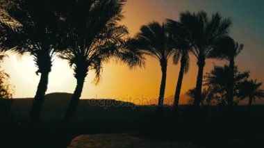 Tropikal palmiye ağaçları siluet günbatımı arka plan ve özetliyor dağ