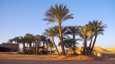 Gökyüzü arka planda çöl tropikal palmiye ağaçlarının