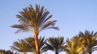 Gökyüzü arka planda çöl tropikal palmiye ağaçlarının