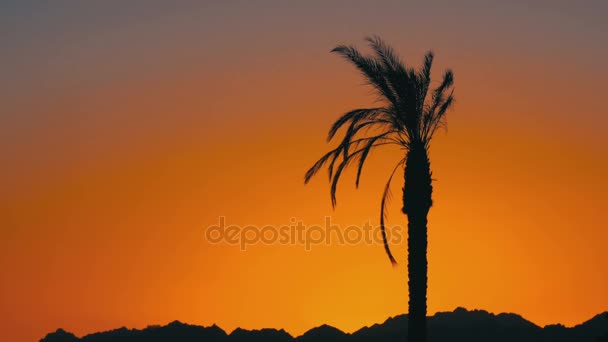 Palma o zachodzie słońca — Wideo stockowe