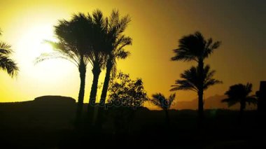 Tropikal palmiye ağaçları siluet günbatımı arka plan ve özetliyor dağ