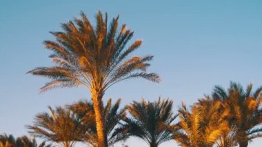 Gökyüzü arka planda çöl tropikal palmiye ağaçlarının