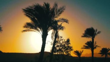 Tropikal palmiye ağaçları siluet günbatımı arka plan ve özetliyor dağ