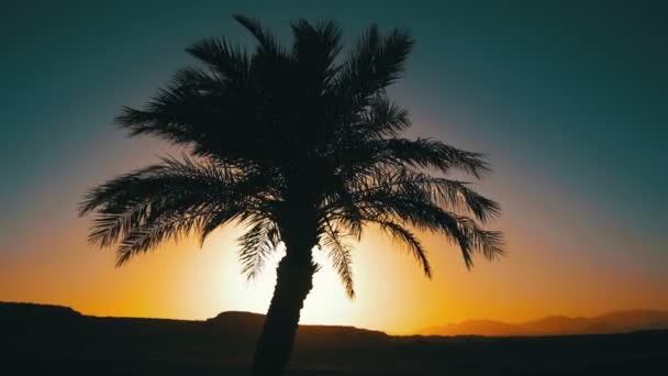 Tropical Palm Tree Silhouette on Sunset Background, and Outlines of the Mountains — Stock Video