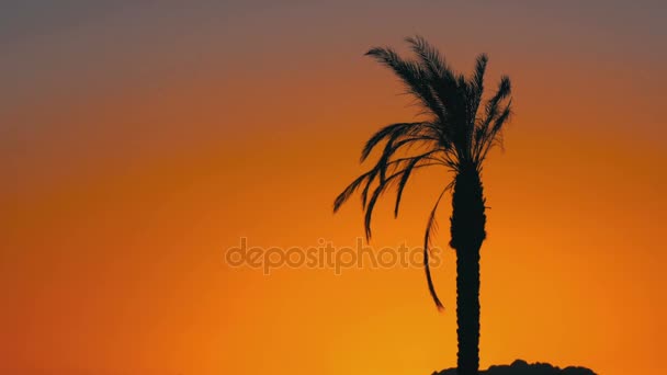 Silhouette of Palm Tree at Sunset — Stock Video