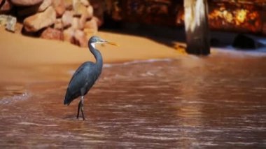 Resif Heron Mısır'daki Kızıl denizin sahilde balık avlıyor. Ağır çekim
