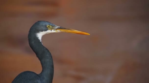 Reef Heron-jakten på fisk på stranden i Rødehavet i Egypt. Langsom bevegelse – stockvideo