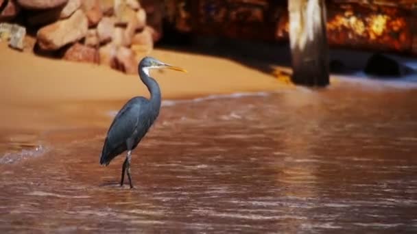 The Reef Heron Hunts for Fish on the Beach of the Red Sea in Egypt. Movimento lento — Vídeo de Stock