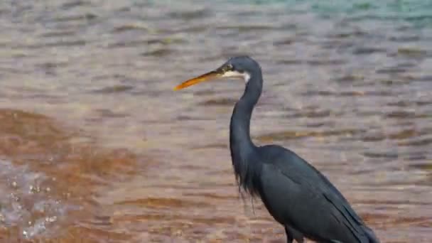 O recife de garça caça peixes na praia do Mar Vermelho no Egito — Vídeo de Stock