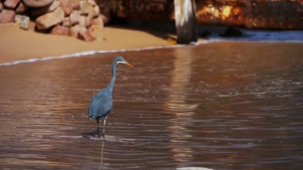 The Reef Heron Hunts for Fish on the Beach of the Red Sea in Egypt. Movimento lento — Vídeo de Stock