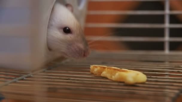 Huis rat in een kooi kijkt uit een kunststof huis in Slow Motion — Stockvideo