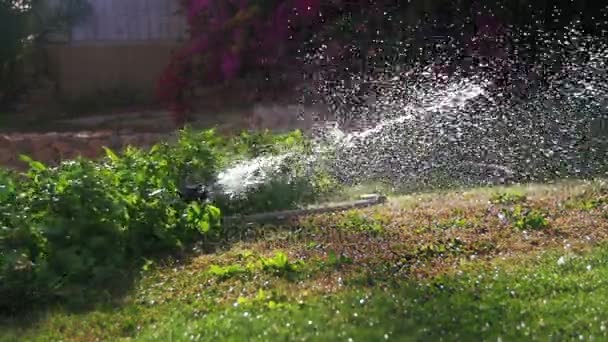 Automatikus gyep megszórjuk a kert zöld fű, lassítva — Stock videók