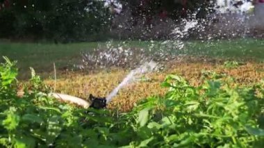 Otomatik çim serpin Bahçe yeşil çimen ağır çekimde