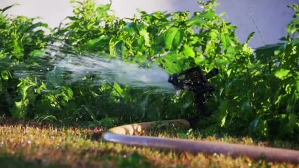 スローモーションで芝生に水をまく庭の潅漑のスプリンクラー — ストック動画
