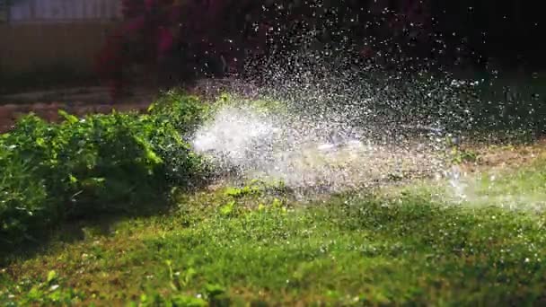 Trädgård bevattning sprinkler vattna gräsmattan — Stockvideo