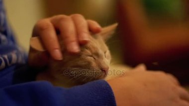 Zencefil yavru kedi kadın elinde