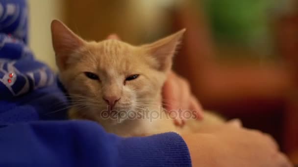 Імбир кошеня в руках жінок — стокове відео