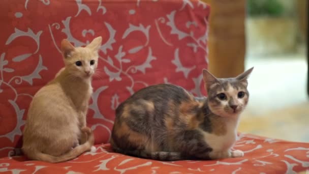 Gatos salvajes sin hogar sentados en el sofá — Vídeo de stock