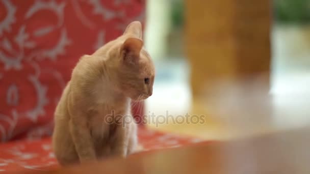 Bezdomovec divoké kočky sedící na gauči — Stock video