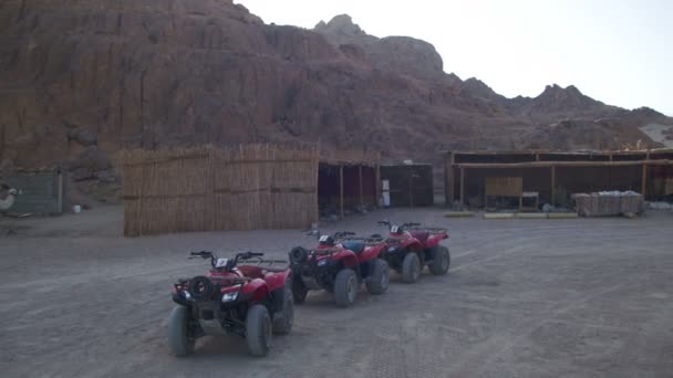 在埃及沙漠的野生动物园游览的旅游股四头肌自行车 — 图库视频影像