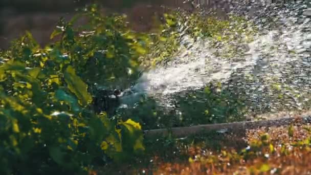 Trädgården bevattning Sprinkler vattna gräsmattan i Slow Motion — Stockvideo