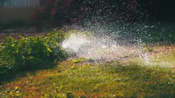 Aspersión automática del césped sobre la hierba verde del jardín — Vídeos de Stock