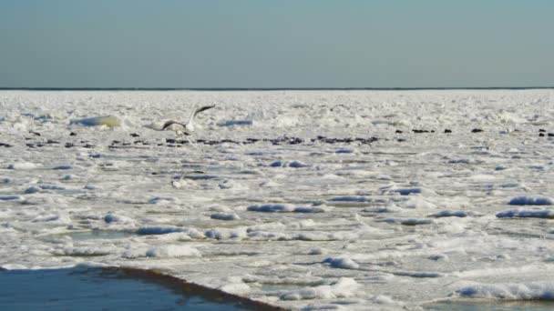 Gaviotas en el hielo congelado en el mar — Vídeo de stock
