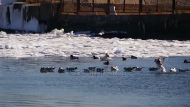 Donmuş buz kaplı deniz üzerinde oturan martılar