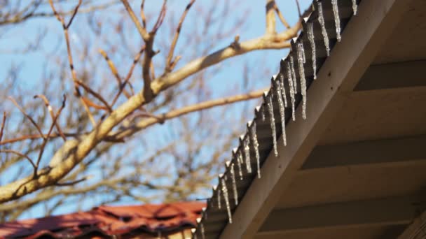 Eiszapfen schmelzen auf dem Dach unter der Frühlingssonne und tropfen von ihren Spitzen — Stockvideo