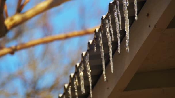 Zimowe sople topnienia na dachu pod wiosenne słońce i kapiącą z ich porad — Wideo stockowe