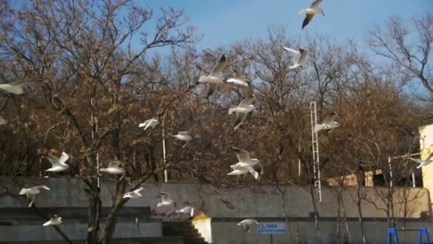 Las gaviotas flotan en el aire y atrapan comida. Moción lenta — Vídeo de stock