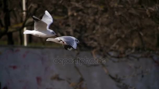 Seagulls Hover in the Air and Catch Food. Slow Motion — Stock Video