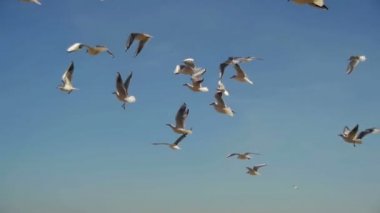 Hava ve Catch gıda mavi gökyüzü arka plan üzerinde uçan martılar. Ağır çekim