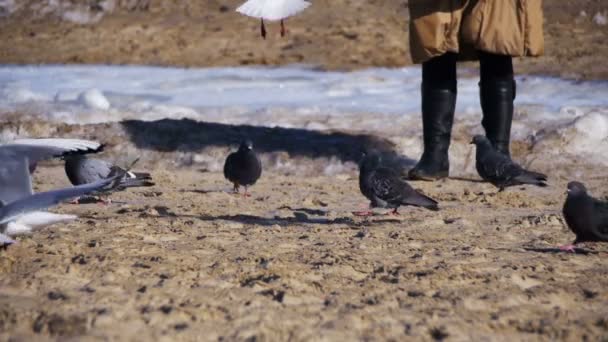 Woman Feeds the Hungry Seagulls and Pigeons on the Frozen Ice-Covered Sea. Movimento lento — Vídeo de Stock